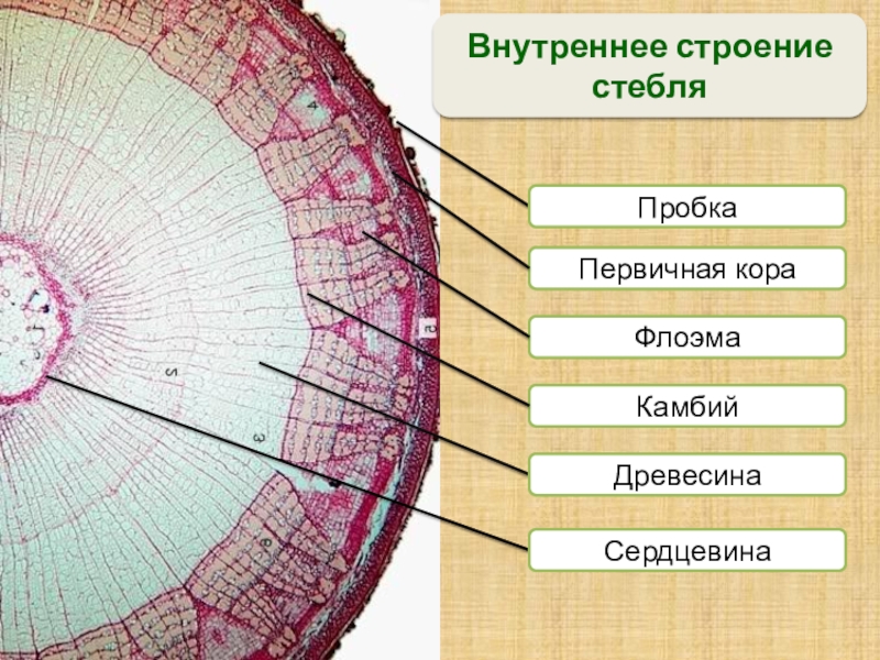 Строение ветки дерева биология 6. Внутреннее строение стебля флоэма. Внутреннее строение стебля поперечный срез. Поперечный срез стебля селягинеллы. Камбий Луб пробка древесина.