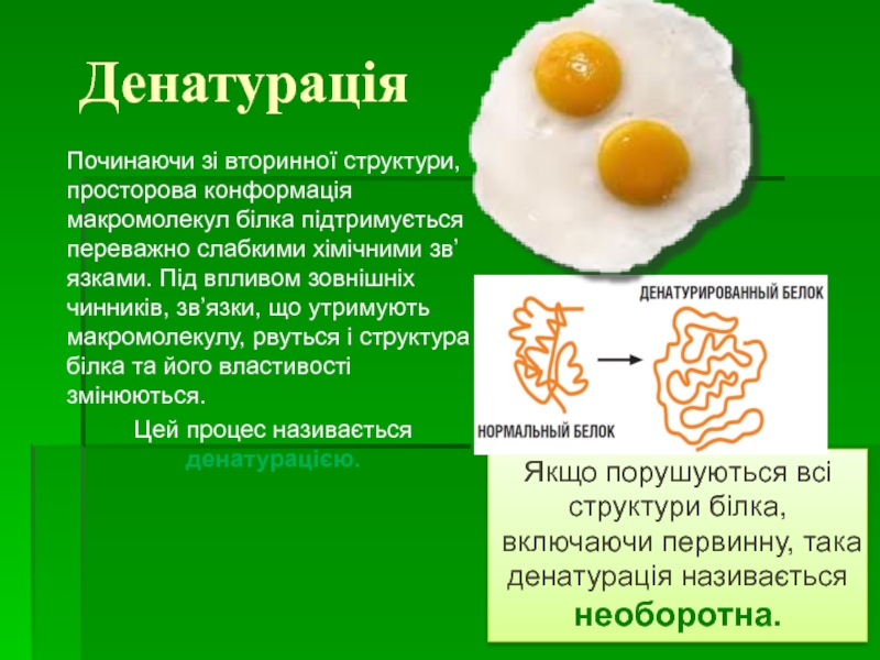 Белки состав и структура белков 10 класс биология презентация