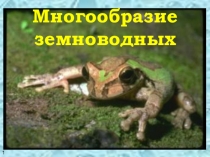 Презентация по биологии на тему Пионеры среди животных. Класс Земноводные (7 класс)
