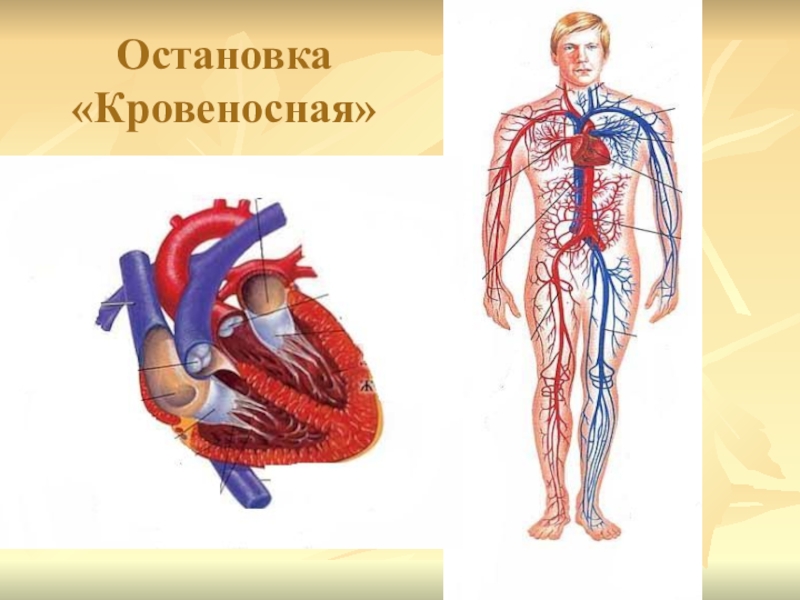 Проект кровеносная система человека