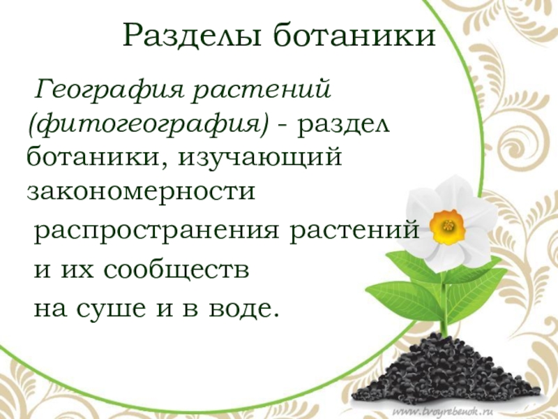 Морфология в биологии. Темы по ботанике. Морфология наука о биология. Разделы морфологии растений. Морфология это в биологии.