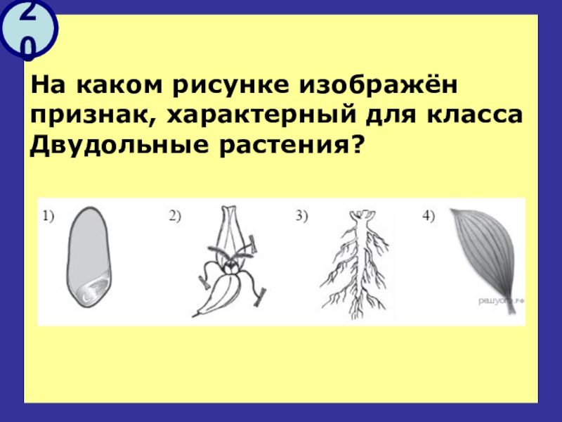 Укажите признаки двудольных растений ответ. Признаки характерные для класса двудольные. Признак характерный для класса двудольных растений. На каком рисунке изображён признак характерный для класса двудольные. На рисунке изображен признак характерный для класса.