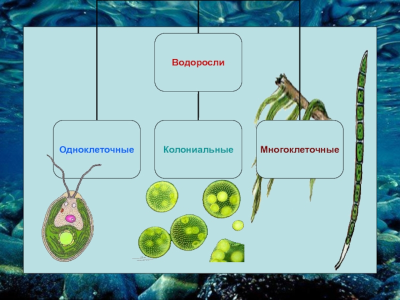 Развитие одноклеточных водорослей. Водоросли одноклеточные и многоклеточные. Биология 6 класс водоросли одноклеточные и многоклеточные. Классификация водорослей схема. Одноклеточные зеленые водоросли 5 класс биология.