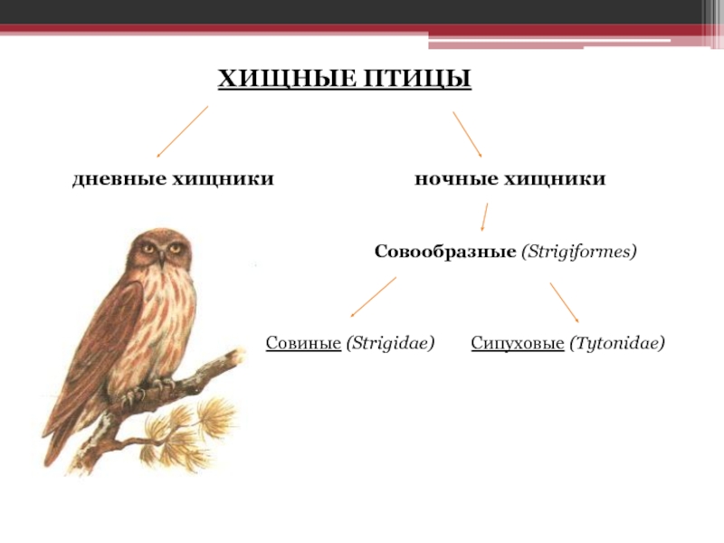 Презентация по биологии 7 класс хищные птицы