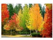 Презентация к НОД по аппликации из осенних листьев Ковер из осенних листьев