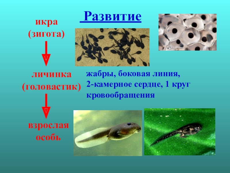 Боковая линия головастика и взрослой лягушки. Личинки земноводных головастики. Икринка-личинка-головастик. Стадии развития головастика. Боковая линия у личинок земноводных.