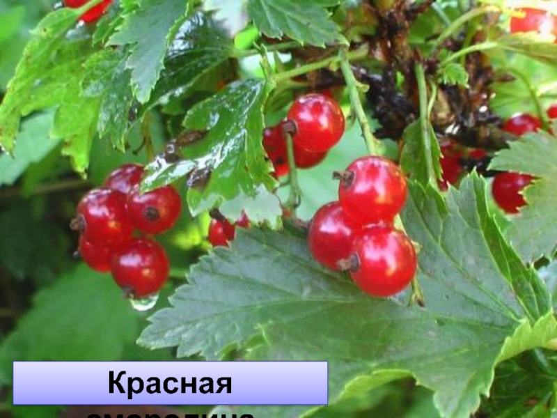 В огороде красная смородина песня. Красная смородина в огороде. Во сне куст с ягодами.