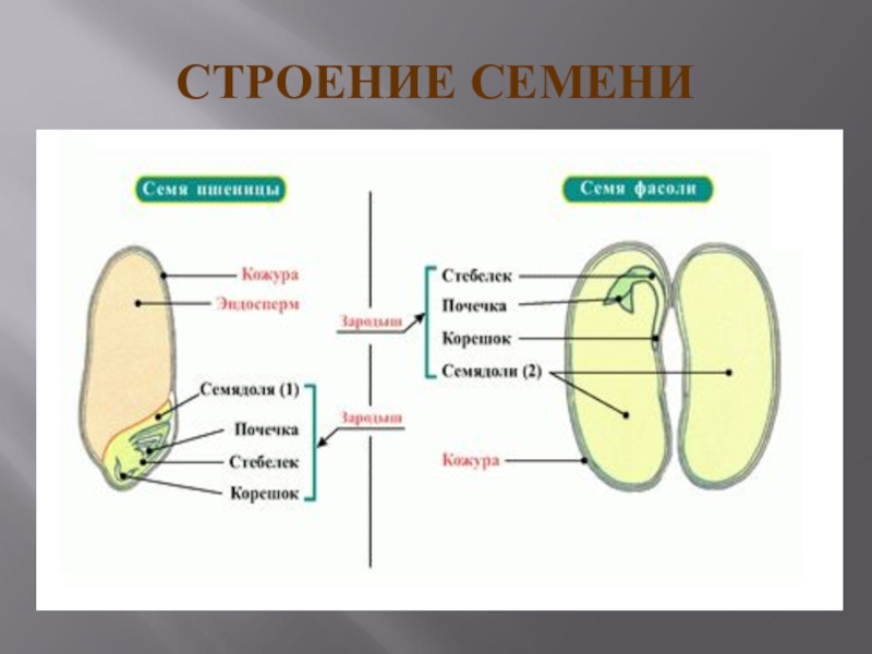 Строение семени презентация биология 6 класс