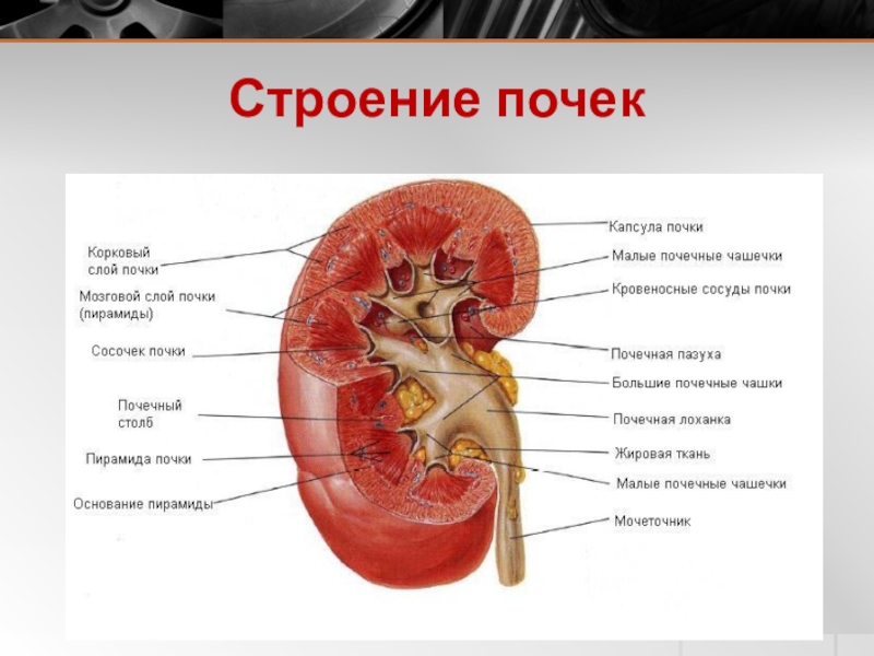 Строение почки человека презентация