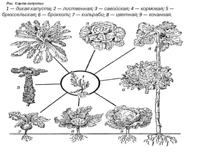 Схема искусственного отбора