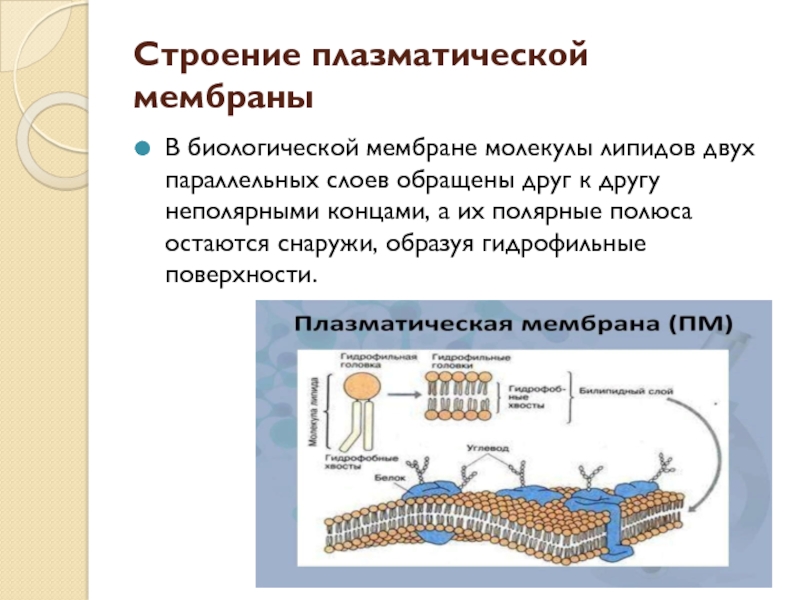 Клеточная мембрана это молекулярная структура впр физика. Биологические мембраны, их строение и функциональные особенности.. Плазматическая мембрана строение и функции. Строение биологической мембраны. Биологическая мембрана липиды строение.