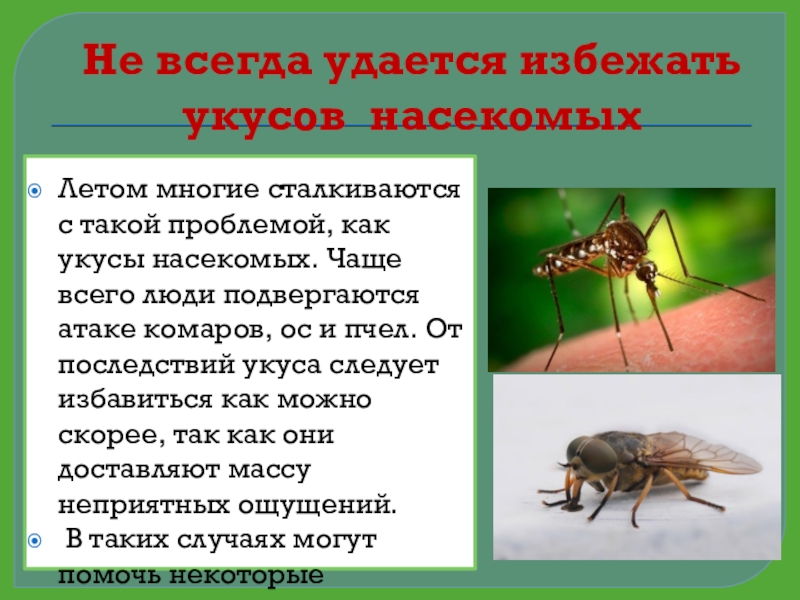 Народные средства при укусе насекомых. Как выглядят укусы насекомых. Множественные укусы насекомых.