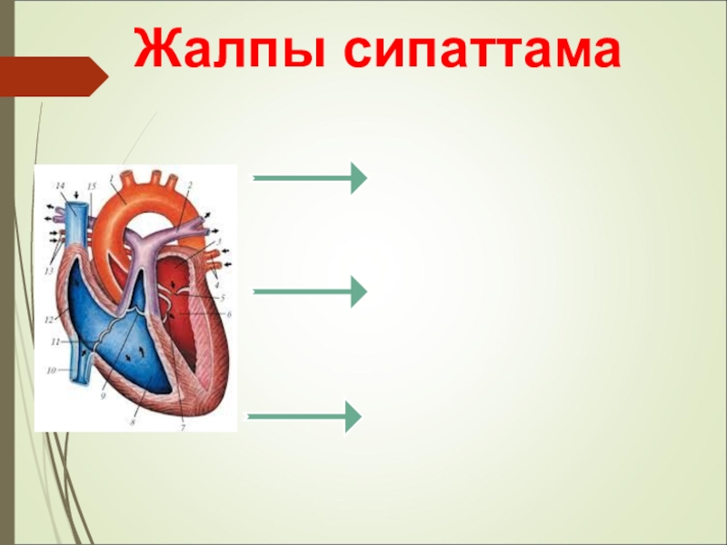 Кіші қан айналым шеңбері. Журок Кан Тамыр Эволюция. Трасгендик организимдер.