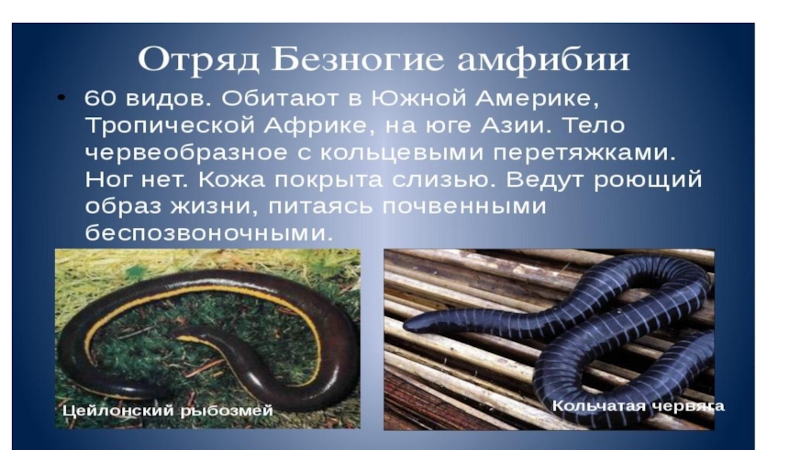 Презентация на тему земноводные 7 класс по биологии