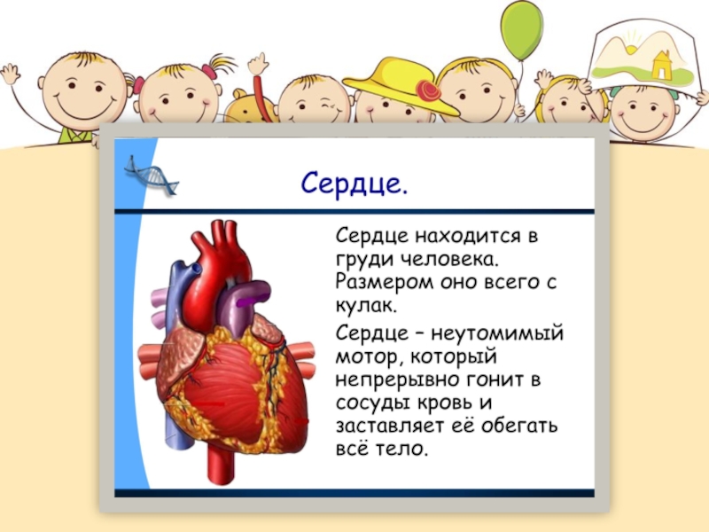Презентация как работает наш организм 3 класс. Интересные факты о сердце. Интересные факты о сердце человека. Интересные факты об органах человека для детей. Интересные факты о работе сердца.