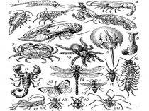 Интеллектуальная игра Эти удивительные Членистоногие