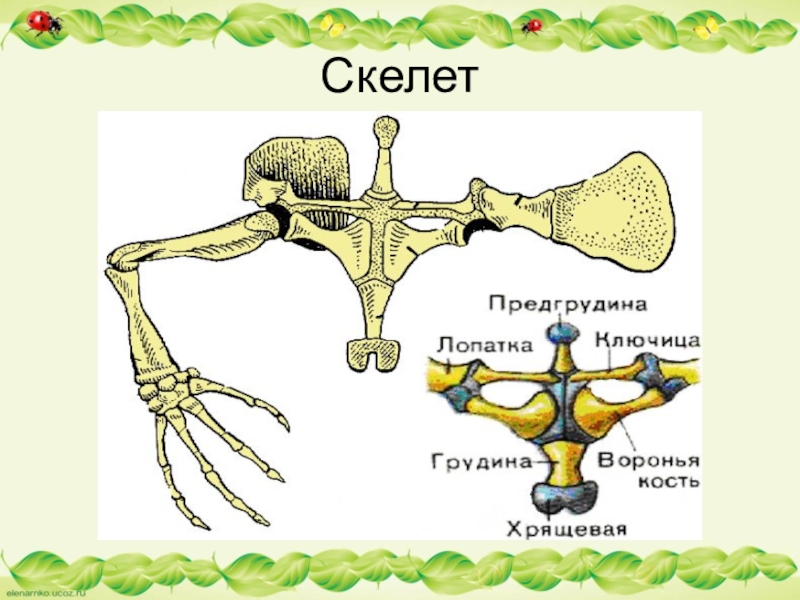 Пояса конечностей ящерицы. Скелет лягушки вороньи кости. Скелет земноводных Воронья кость. Строение поясов конечностей лягушки. Скелет лягушки коракоид.