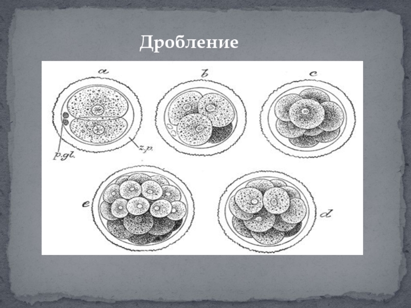 Дробление простейших. Процесс дробления морула рисунок. Дробление и бластогенез. Этапы дробления рисунок. Дробление картинки.