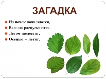 Презентация по биологии на тему Внутреннее строение листа (в соответствии с ФГОС) (5 класс)