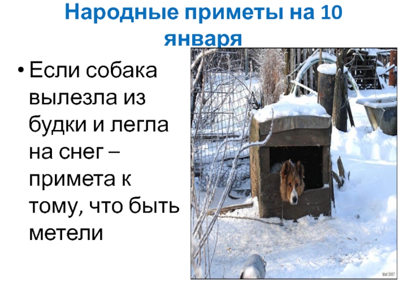 Народные приметы на 10 января Если собака вылезла из будки и легла на снег – примета к