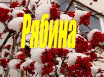 Презентация о дереве Рябина