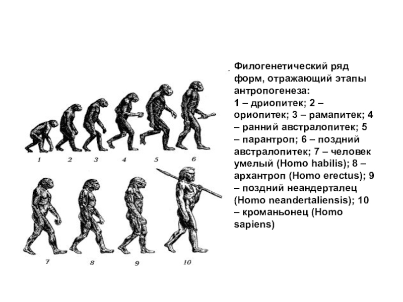 Филогенетическое развитие человека. Филогенетический ряд человека. Филогенетический филогенетический ряд. Филетическая Эволюция человека. Процесс эволюции человека.