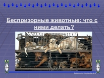 Презентация по биологии Бездомные животные (7 класс)