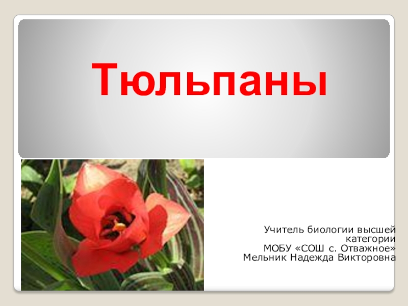 Презентация Презентация по биологии на тему Селекция растений. Тюльпаны.
