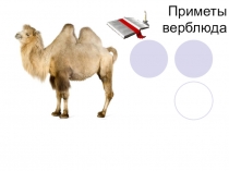 Презентация по теме: Приметы верблюда