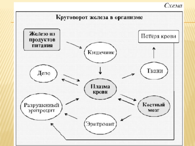 Круговорот железа в природе схема и описание