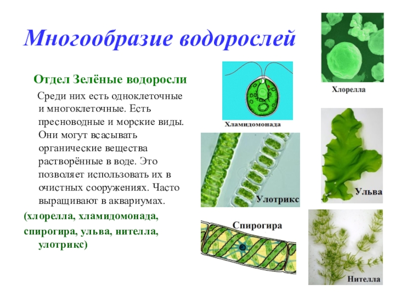 Презентация водоросли их разнообразие и значение в природе