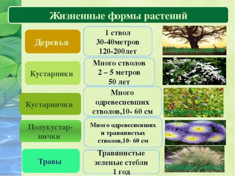 Доклад: Жизненные формы растений