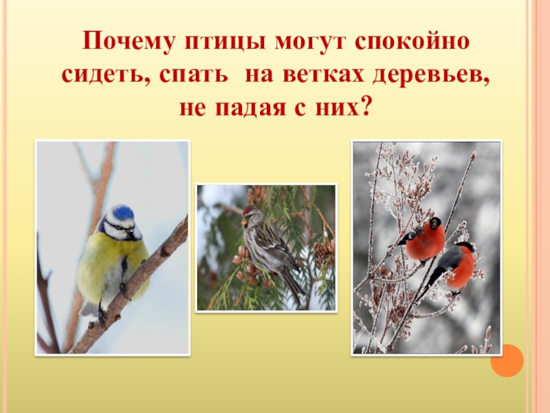Почему птица не падает во сне. Птицы могут сидеть. Почему птицы не падают с ветки. Почему птицы не падают с дерева. На ветвях заснули птицы.