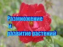 Презентация по окружающему миру Размножение растений ( 3 класс)