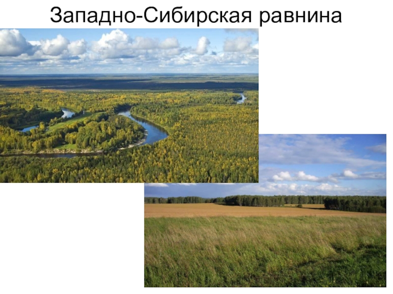 Растительный и животный мир западно сибирской равнины. Западно равнина Западно Сибирская. Аккумулятивная равнина Западная Сибирь.