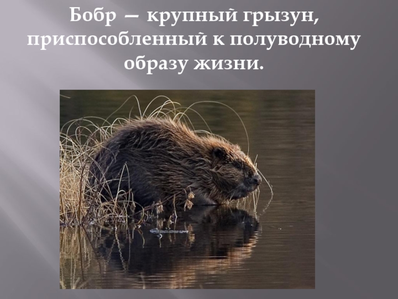 Сообщение про бобра. Бобры презентация. Презентация про Бобров. Слайд бобры. Бобер презентация.