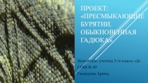Проект  Пресмыкающие Бурятии