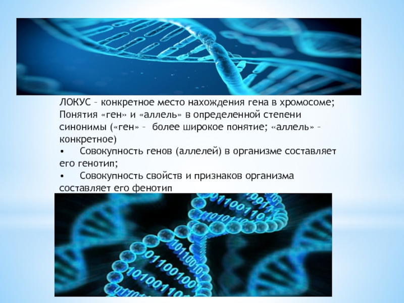 Сайт локуса. Ген Локус аллель. Аллель генетика. Понятие о хромосомах и генах.. Аллель это в биологии генетика.