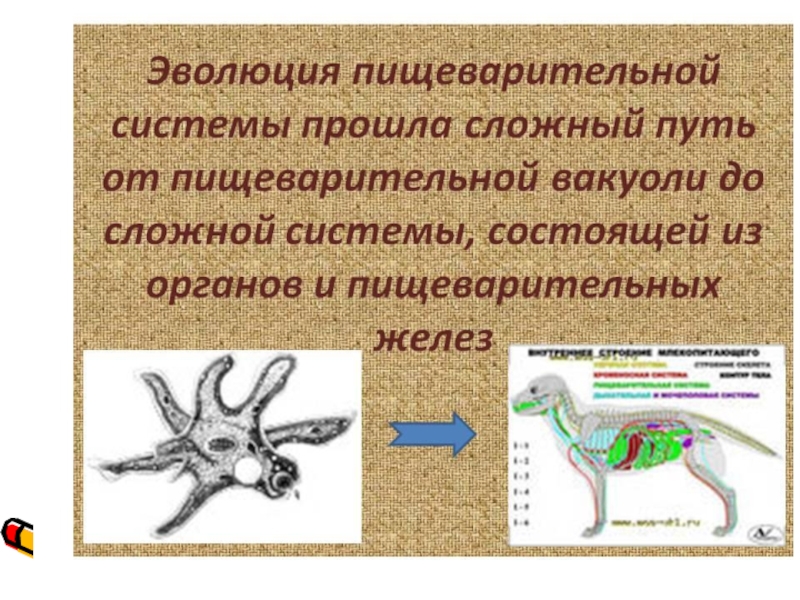 Эволюция пищеварительной системы презентация