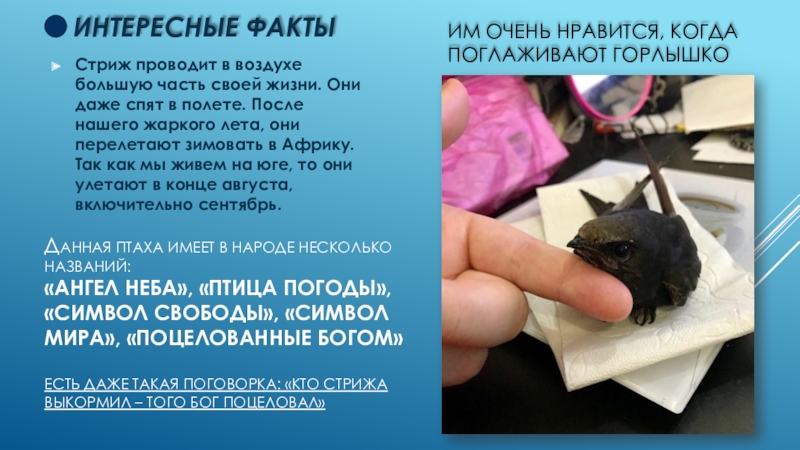 подари птицам небо. подарите птице небо.