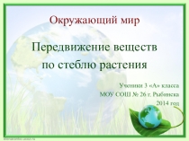 Презентация по окружающему миру передвижение веществ по стеблю растения