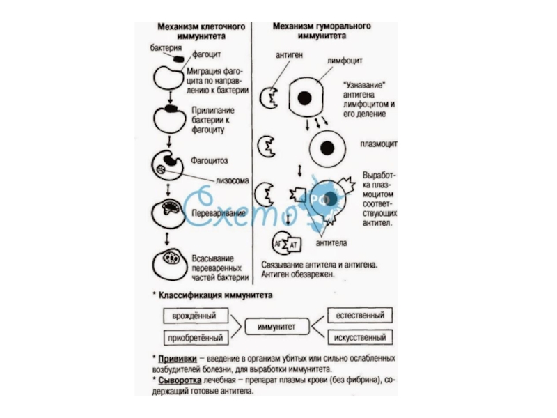 Схема гуморального ответа