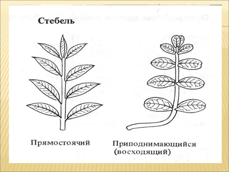 Рисунок стебля растения. Приподнимающийся стебель. Приподнимающийся стебель примеры растений. Приподнимающиеся растения. Примеры при поднимающихся стебель.