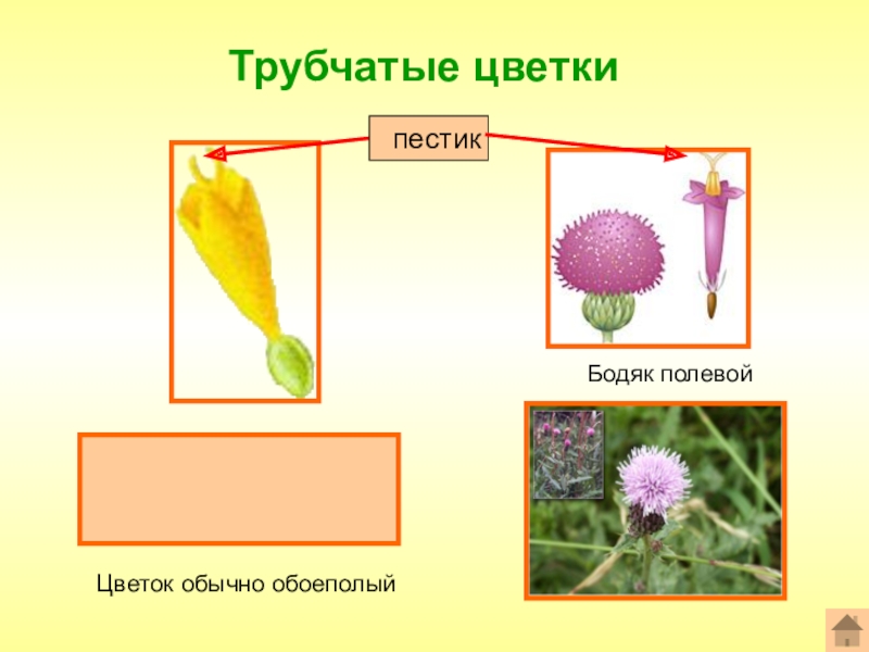 Презентация биология 6 класс сложноцветные