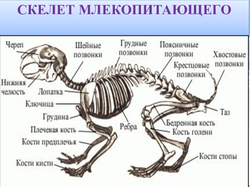 Скелет млекопитающих состоит из 4 отделов. Скелет кролика конечности описание. Скелет кролика биология 7 класс. Внешнее строение и опорно двигательная система млекопитающих. Опорно двигательная система млекопитающих кролик.