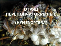 Презентация по биологии на тему Отряд перепончатокрылые (7 класс)