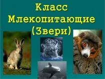 Презентация по биологии на тему: Класс Млекопитающие (7 класс)