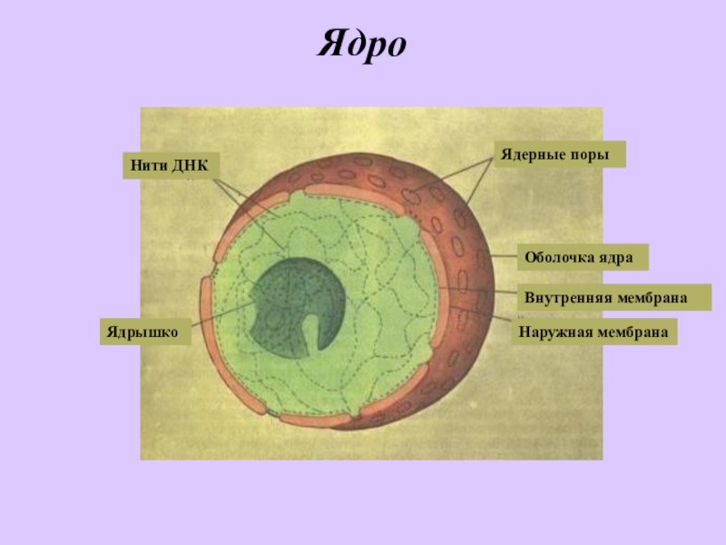 Оболочка ядрышко. Ядро ядрышко ядерные поры. Внутренняя ядерная мембрана. Ядерная оболочка ядерные поры. Поры ядерной мембраны.