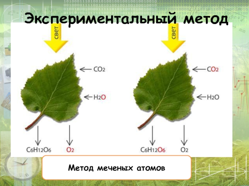 Метод меченых атомов картинки