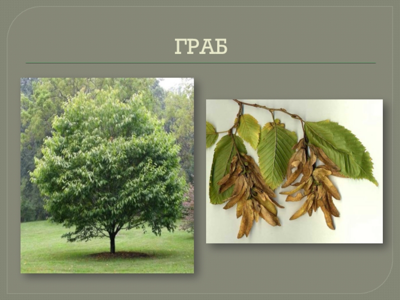 Вяз дерево фото с описанием листьев где растет